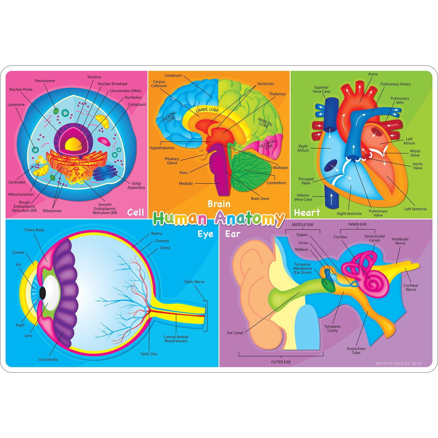 Smart Poly™ Learning Mat, 12" x 17", Double-Sided, Human Body Systems & Anatomy