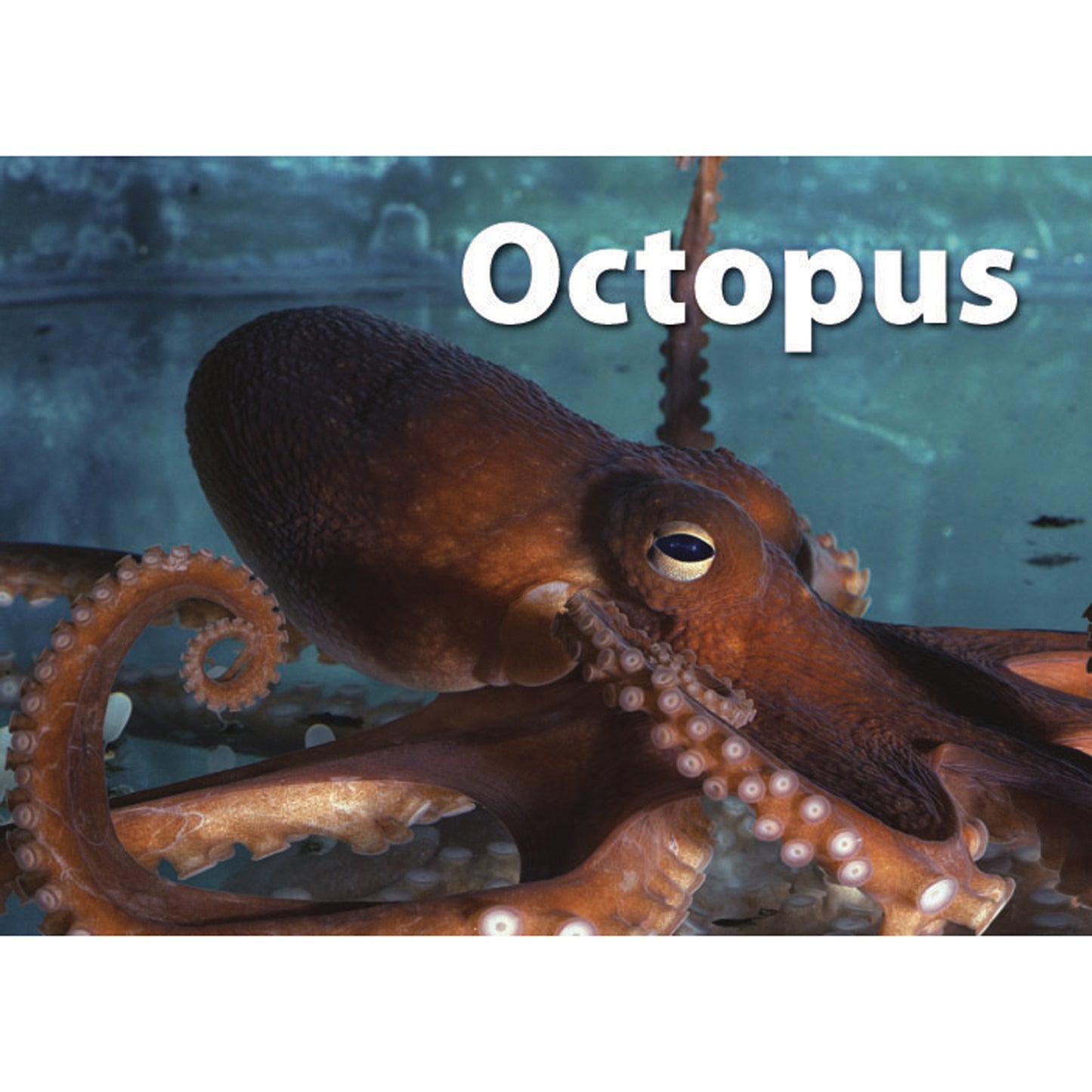 Photographic Memory Matching Game, Sea Life