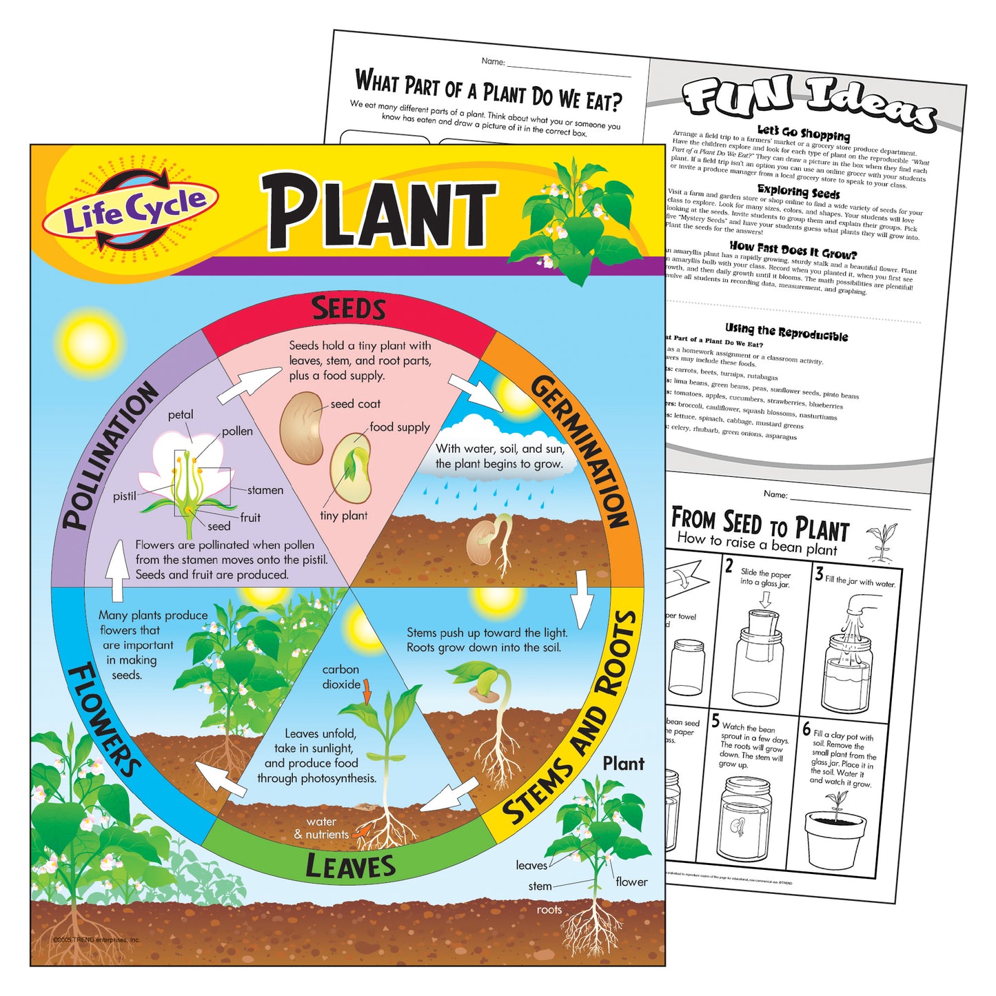 Life Cycle of a Plant Learning Chart, 17" x 22"