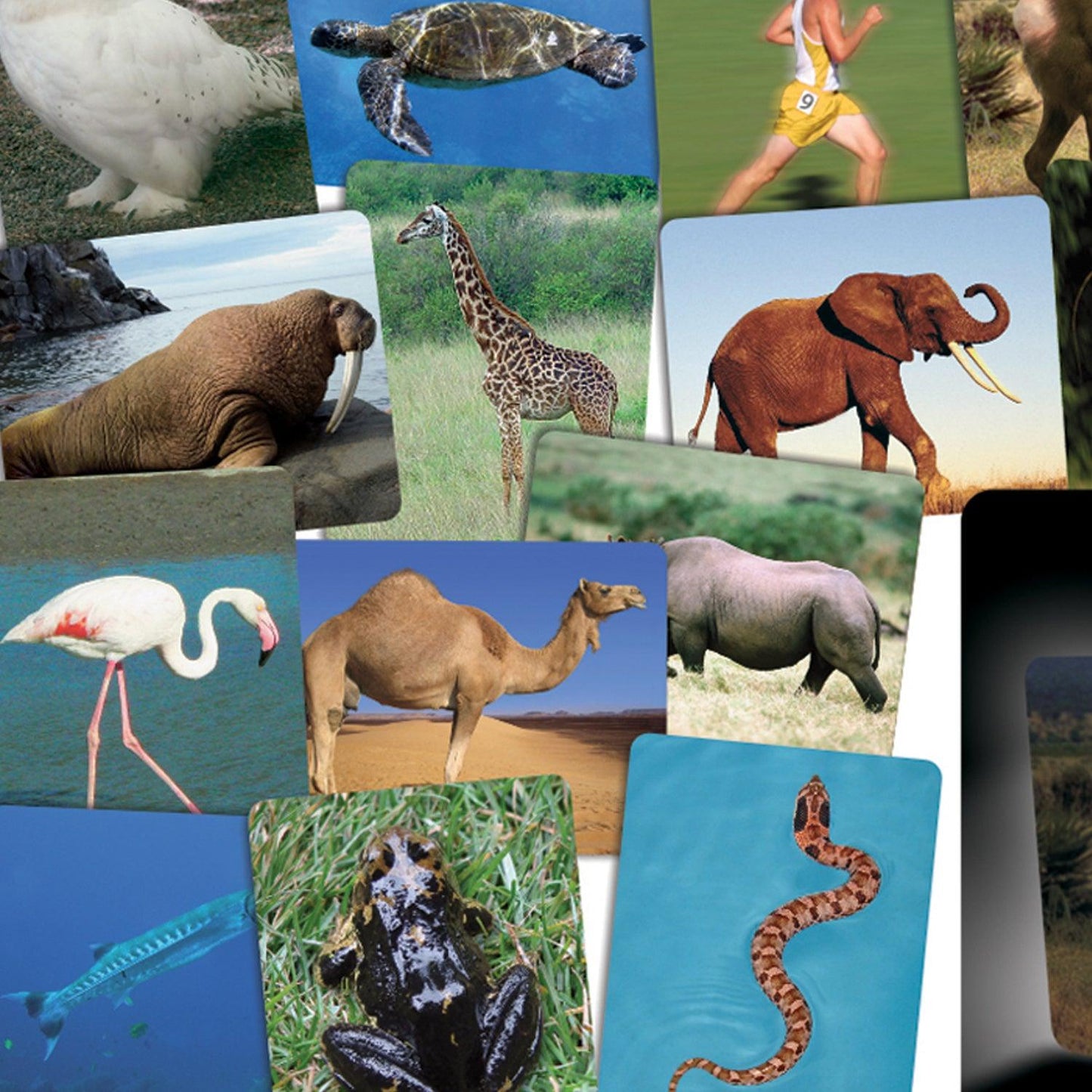 What’s Inside Animals Card Set - Loomini