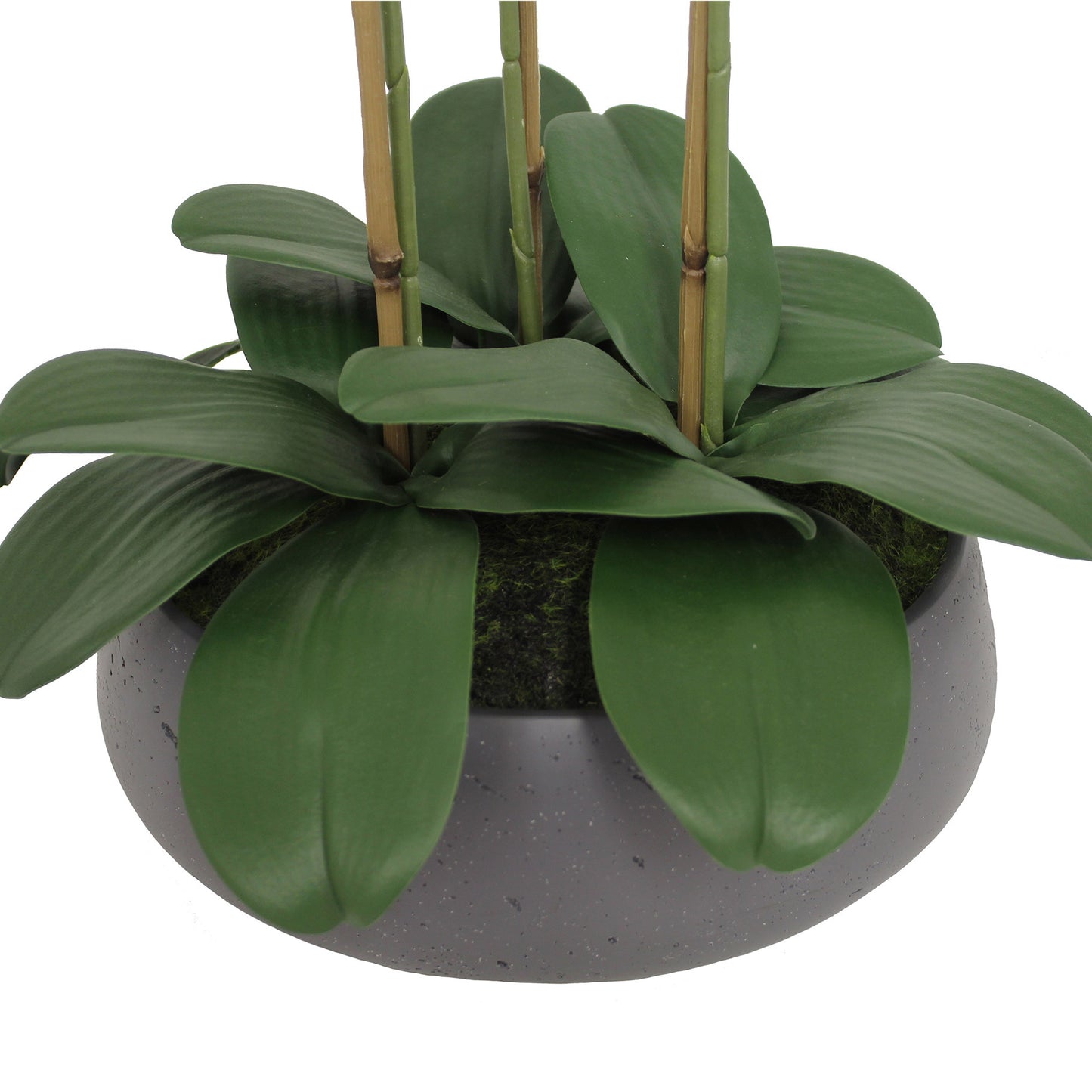 Faux 24” Phalaenopsis Orchid