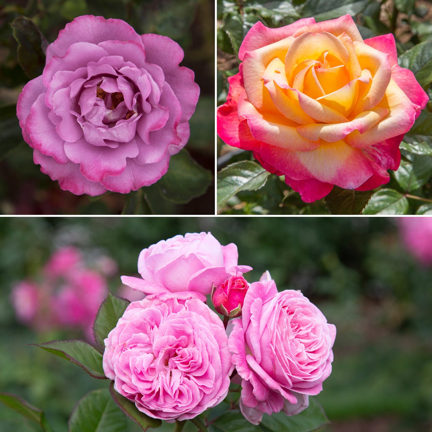 Rose Garden Collections with Get Growing Bundle by , 3-Pack