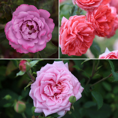 Rose Garden Collections with Get Growing Bundle by , 3-Pack