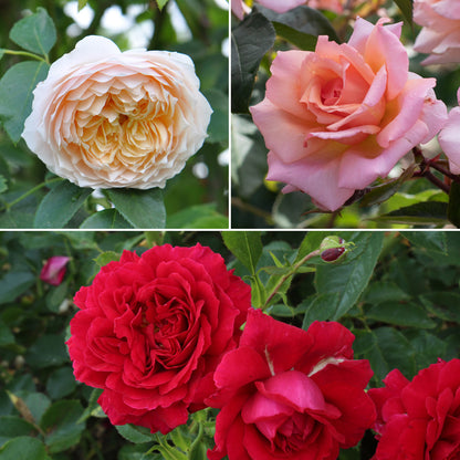 Rose Garden Collections with Get Growing Bundle by , 3-Pack