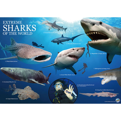 Extreme Sharks of the World - For Ages 6+ - Create and Customize Models and Dioramas - Study the Most Extreme Animals