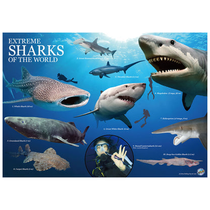 Extreme Sharks of the World - For Ages 6+ - Create and Customize Models and Dioramas - Study the Most Extreme Animals