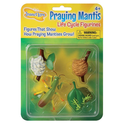 Praying Mantis Life Cycle Stages