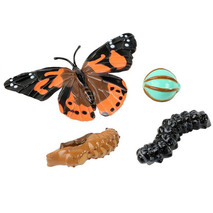 Butterfly Life Cycle Stages