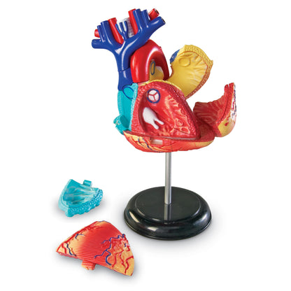 Heart Anatomy Model