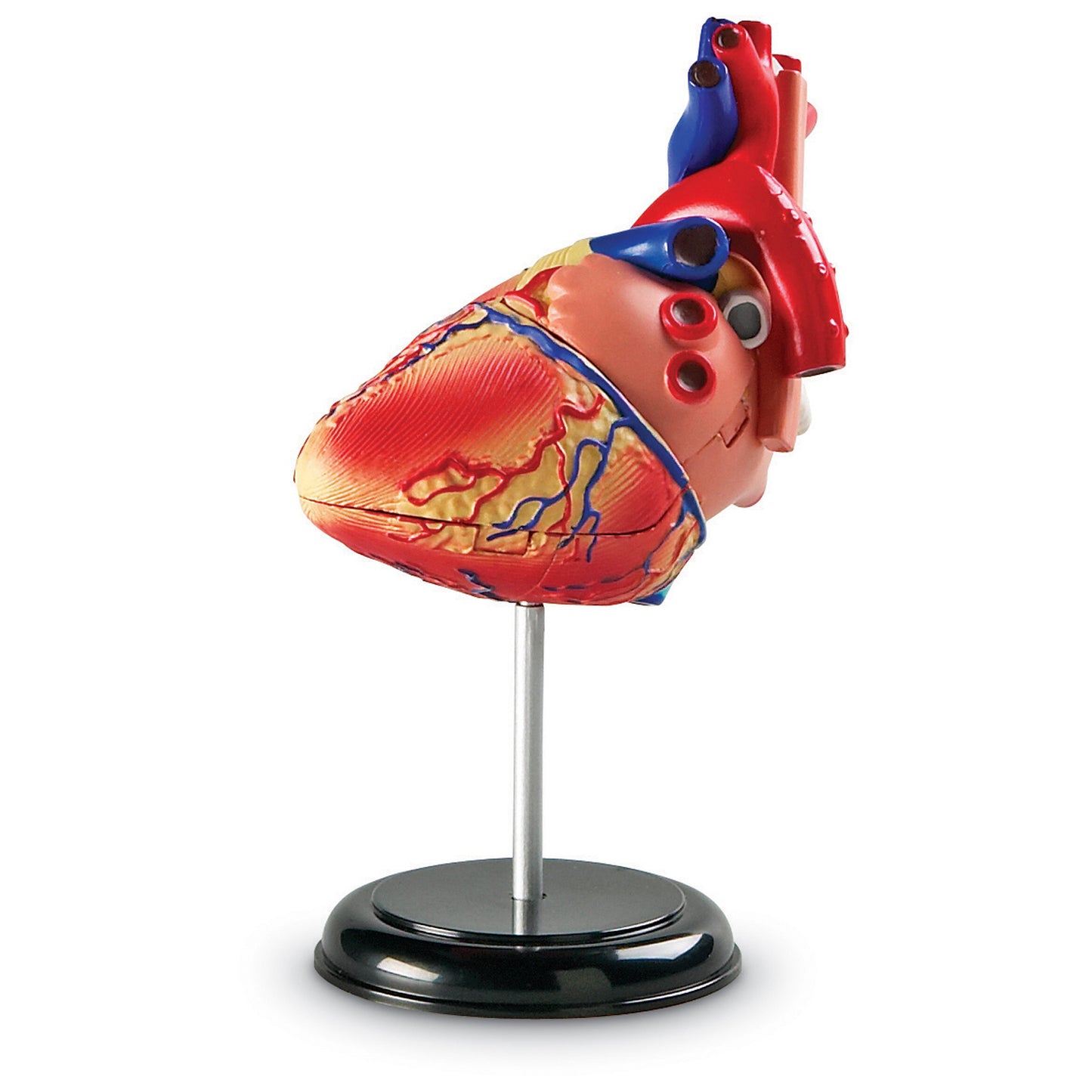 Heart Anatomy Model