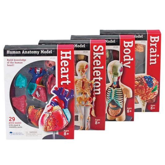 Anatomy Models Set