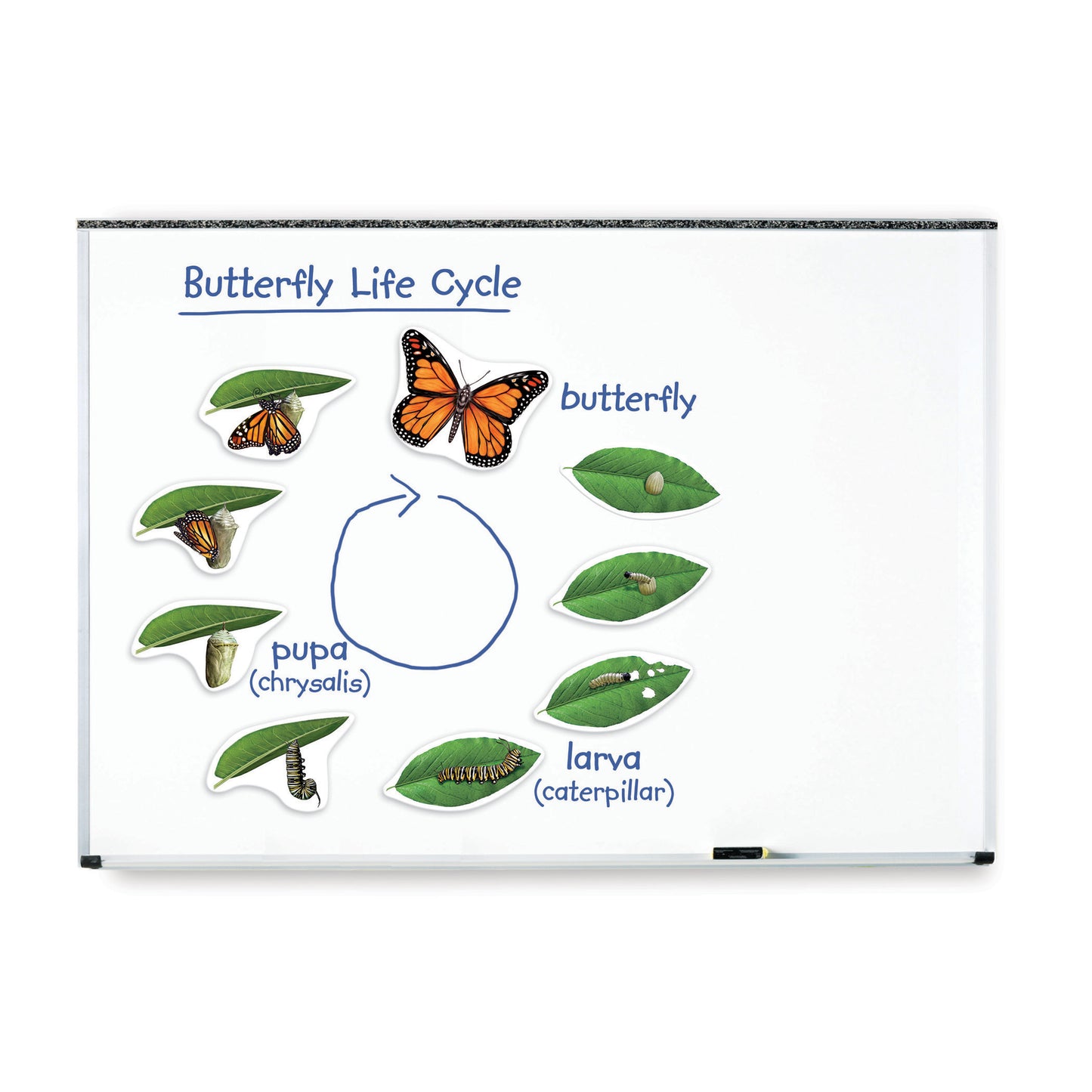 Giant Magnetic Butterfly Life Cycle, Set of 9