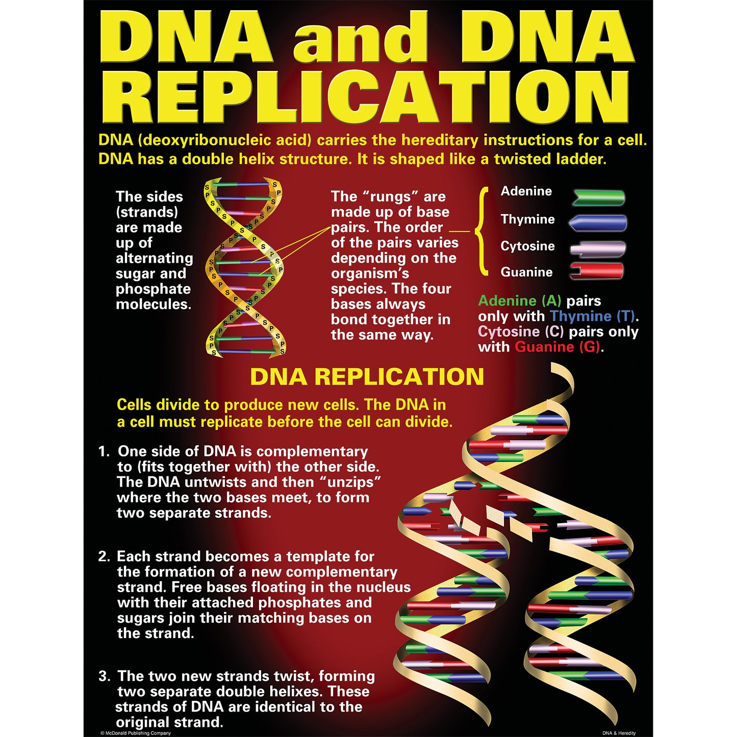 DNA & Heredity Posters, Set of 4