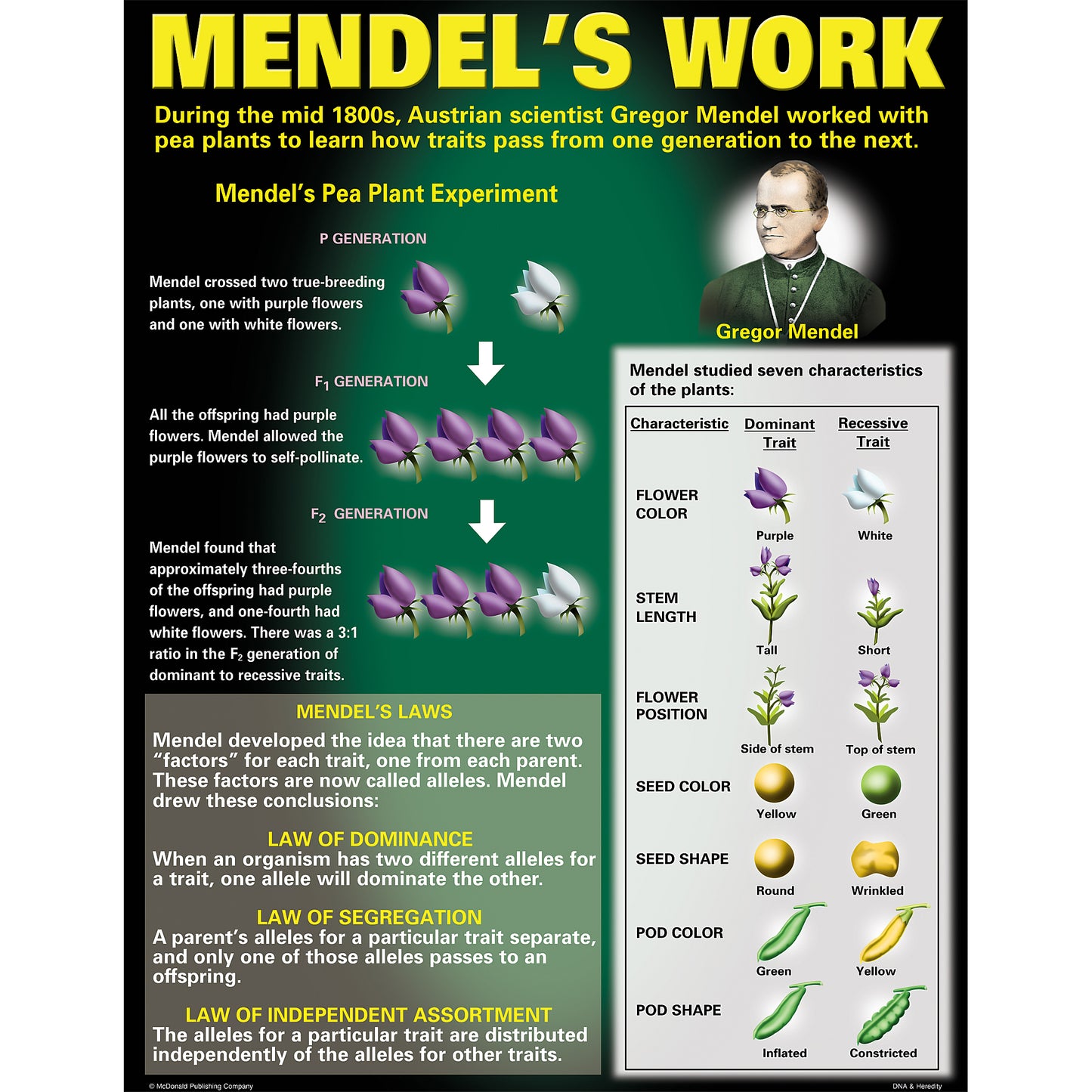 DNA & Heredity Posters, Set of 4