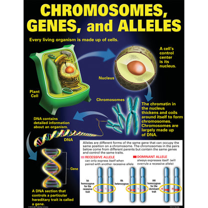 DNA & Heredity Posters, Set of 4