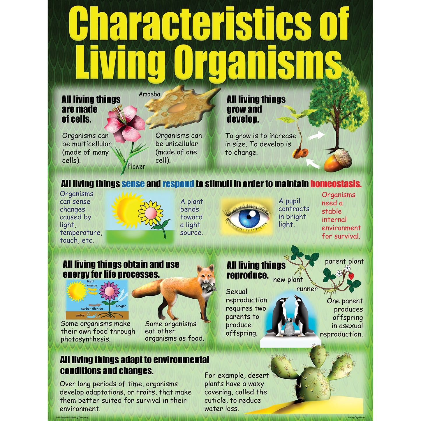 Living Organisms Posters, Set of 4