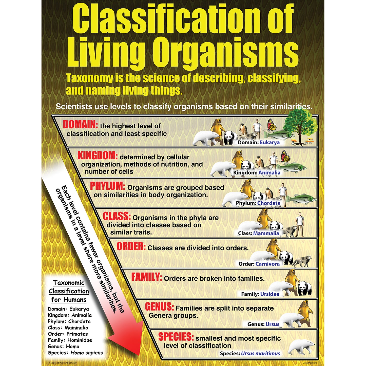 Living Organisms Posters, Set of 4