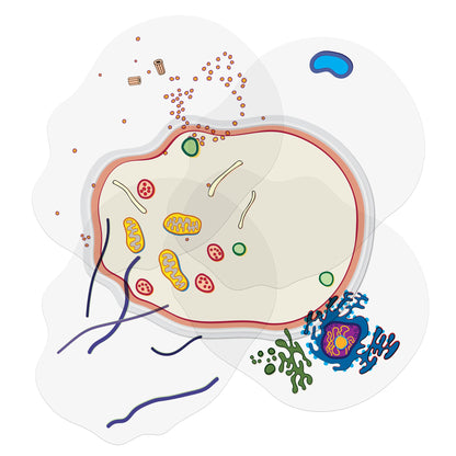 See-Through Animal Cell Builder