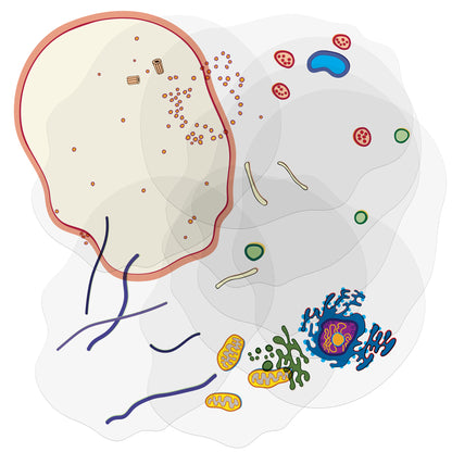 See-Through Animal Cell Builder