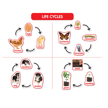 Early Science Concepts Bulletin Board Set