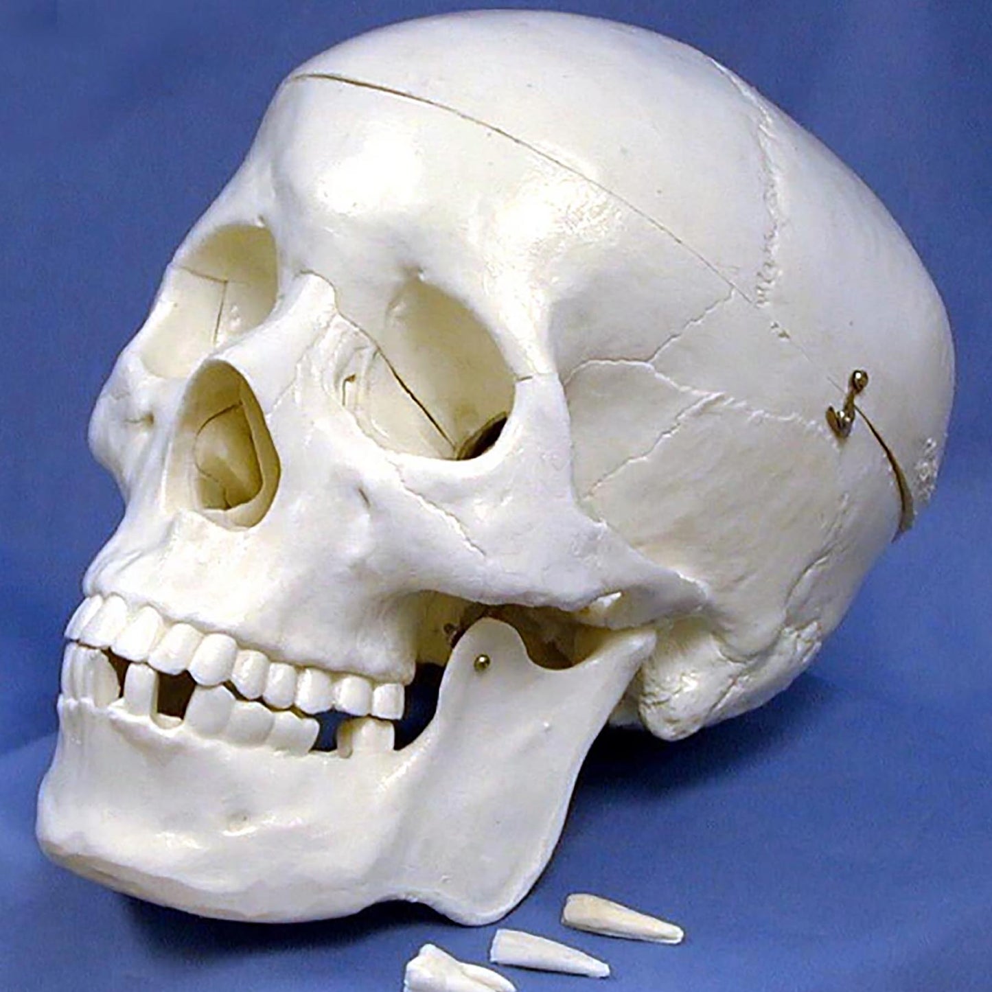 Plastic Human Skull Model