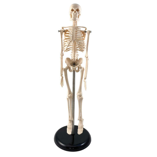 Human Skeleton Model with Key, 17"