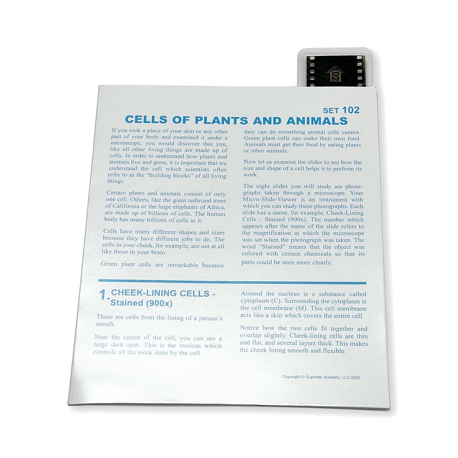 Microslide, Cells Of Plants and Animals, 35mm – Loomini