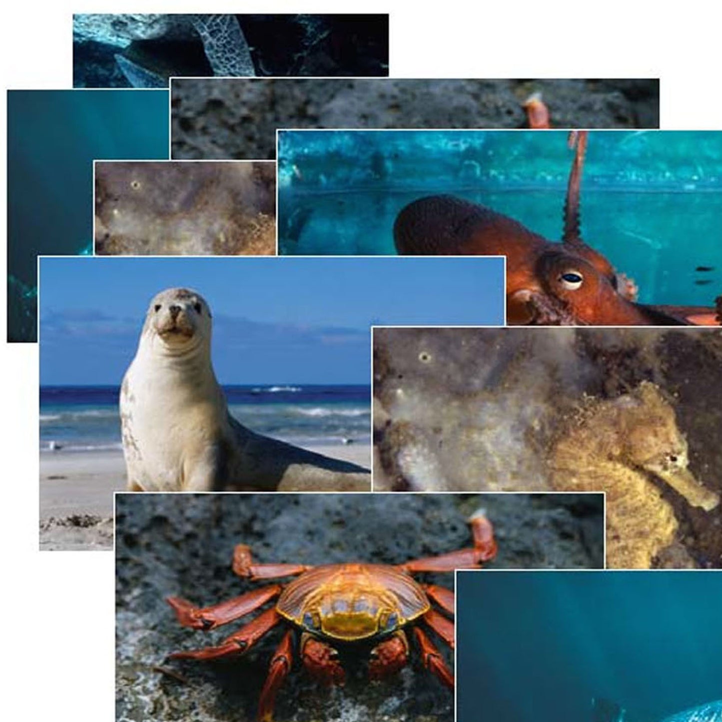 Sea Life Poster Set, Set of 14