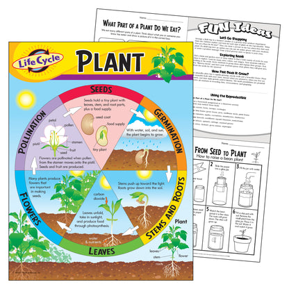 Life Cycle of a Plant Learning Chart, 17" x 22"