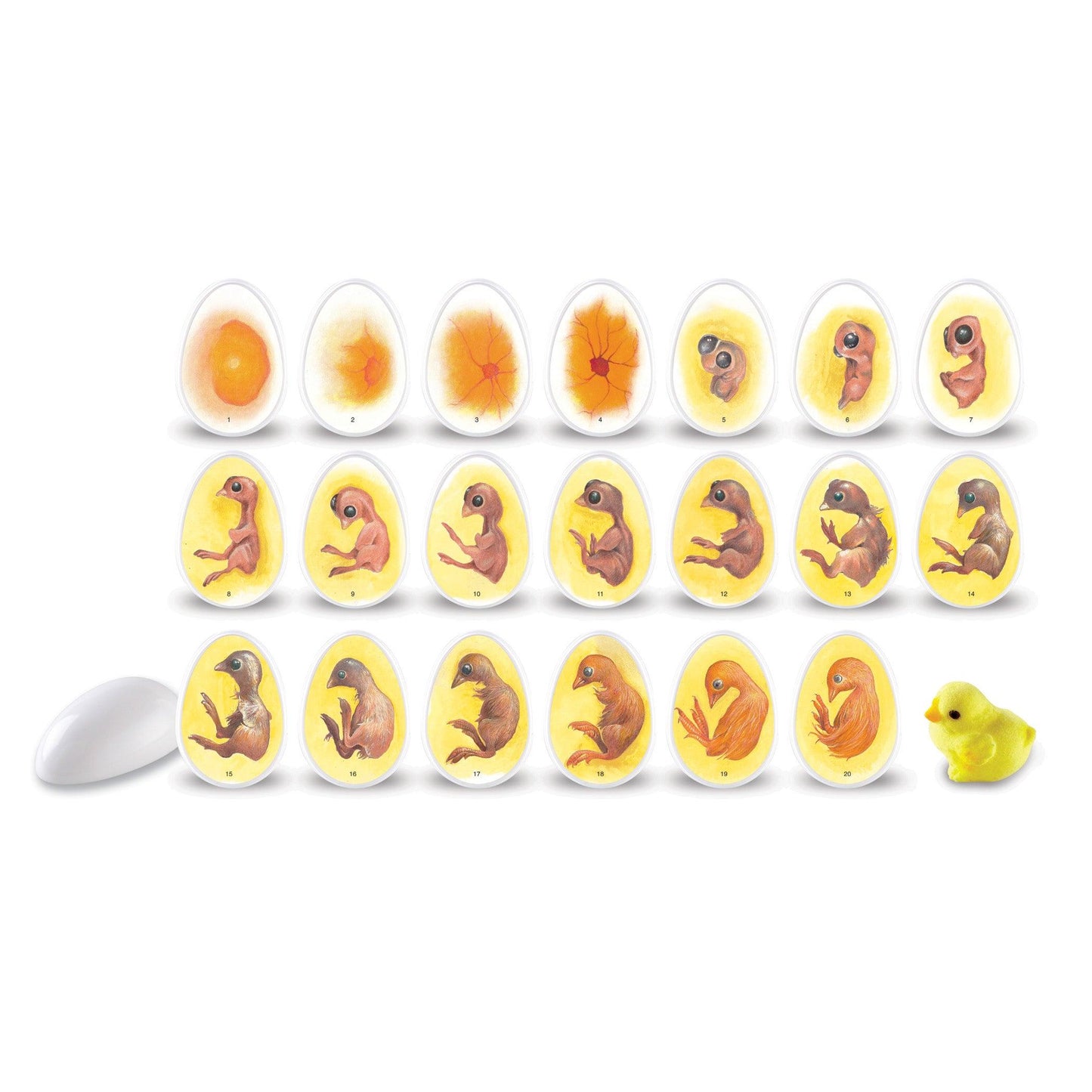 Chick Life Cycle Exploration Set - Loomini