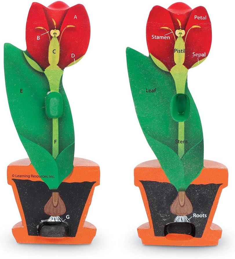 Cross-Section Flower Model, Classroom Foam Demonstration Model, Teaching Aids, 2 Piece Model, Grades 2+, STEM, Ages 7+ - Loomini