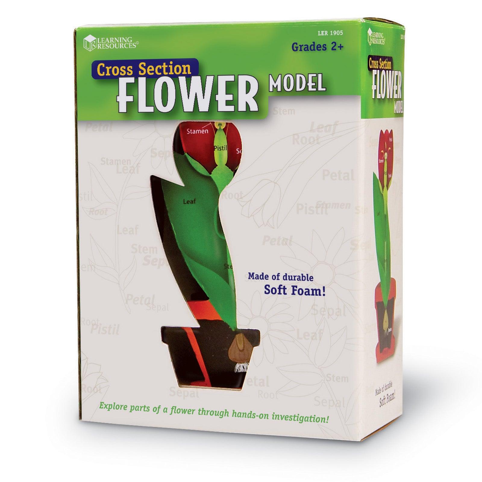 Cross-Section Flower Model, Classroom Foam Demonstration Model, Teaching Aids, 2 Piece Model, Grades 2+, STEM, Ages 7+ - Loomini