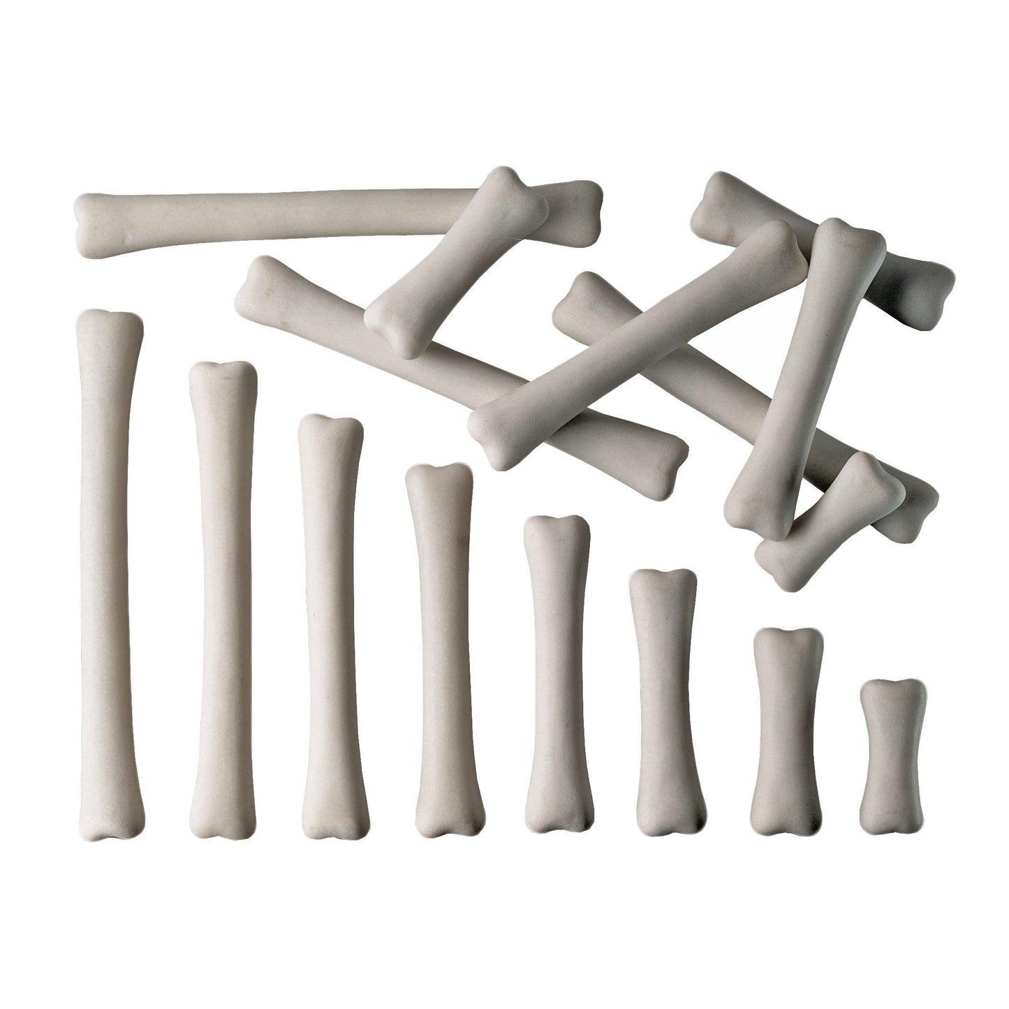 Dinosaur Bones Match & Measure Set - Loomini