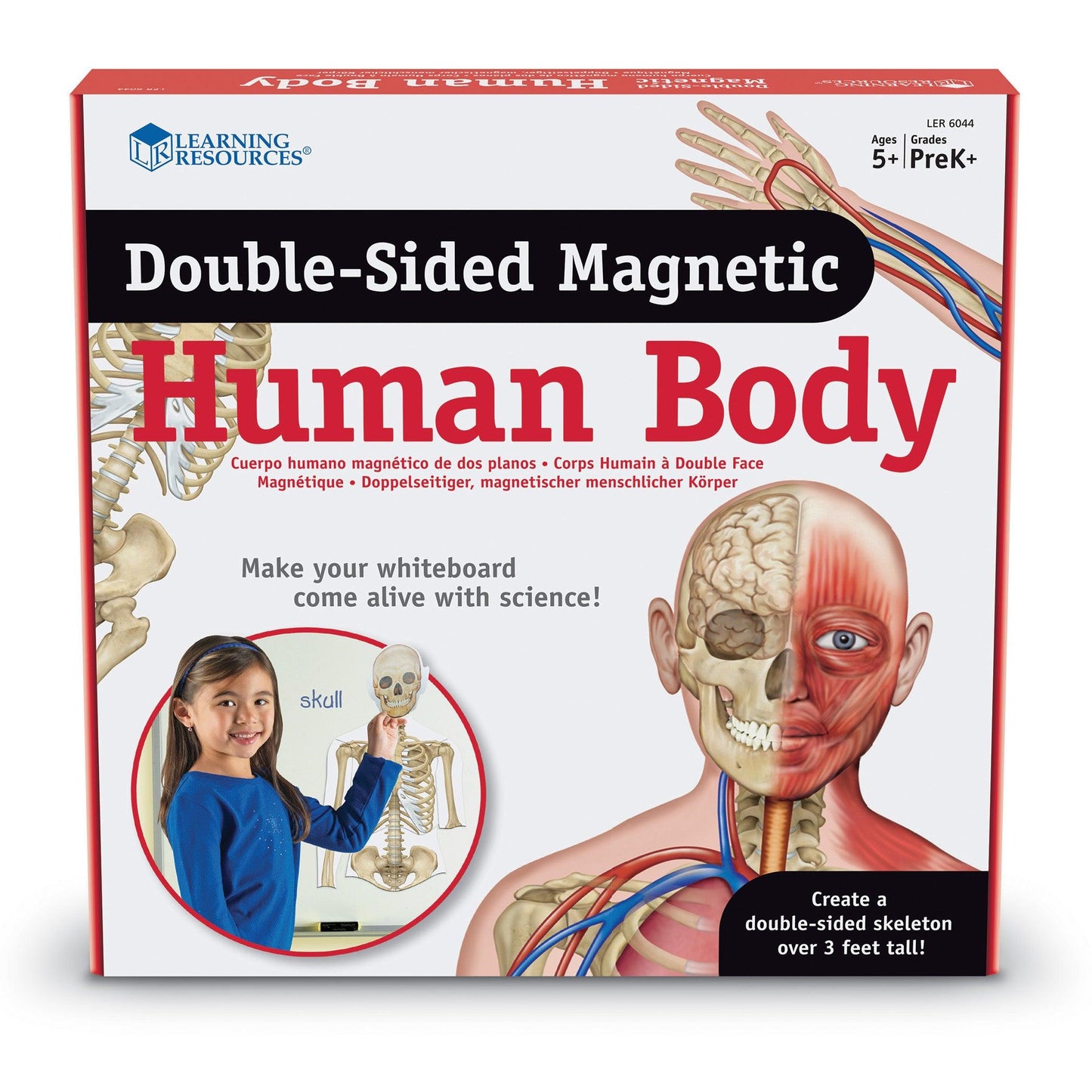 Double-Sided Magnetic Human Body Set, 17 Pieces - Loomini