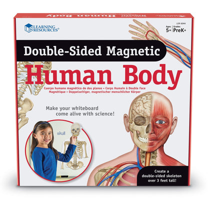 Double-Sided Magnetic Human Body Set, 17 Pieces - Loomini