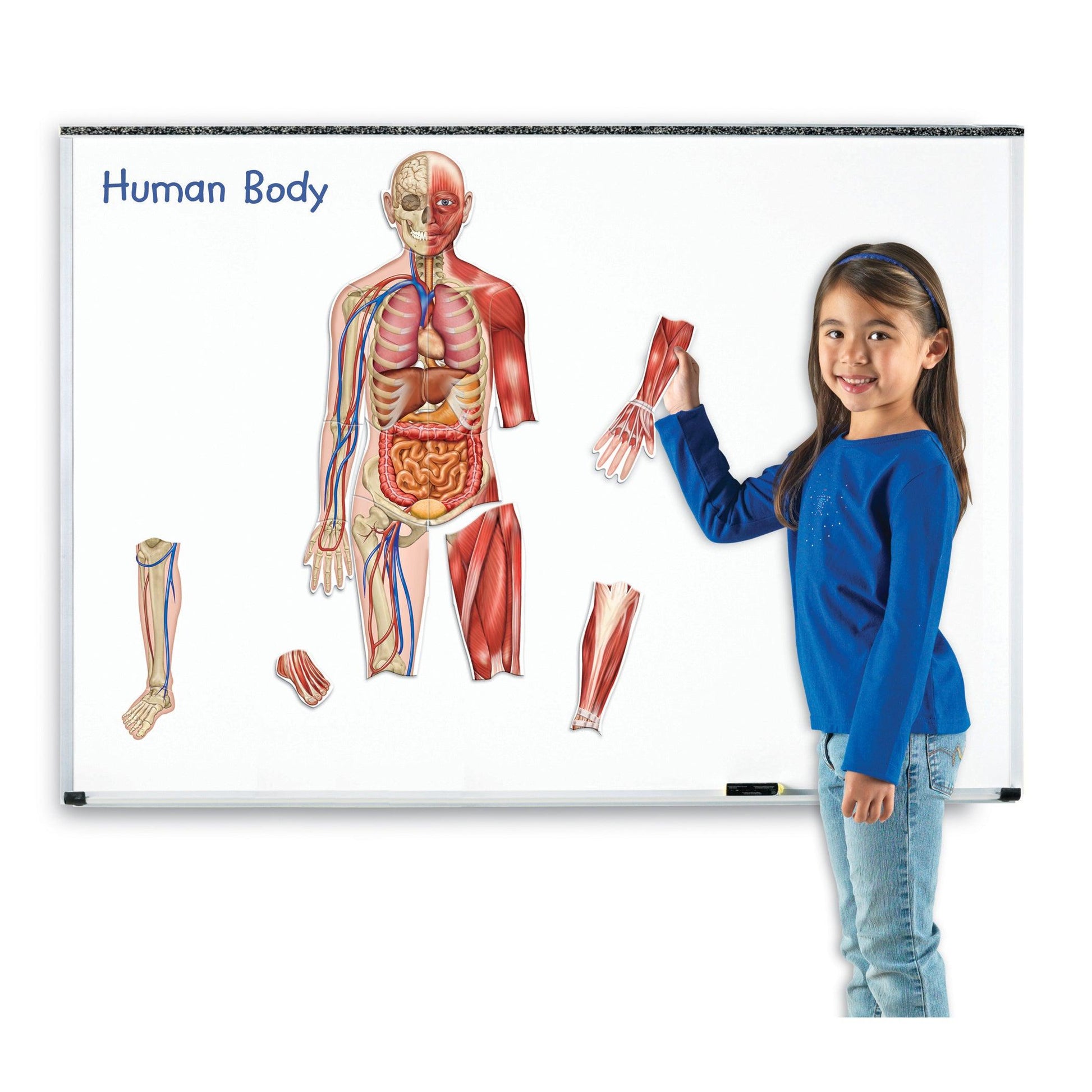 Double-Sided Magnetic Human Body Set, 17 Pieces - Loomini