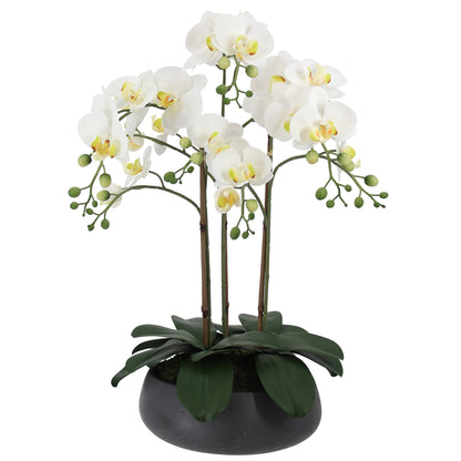 Faux 24” Phalaenopsis Orchid