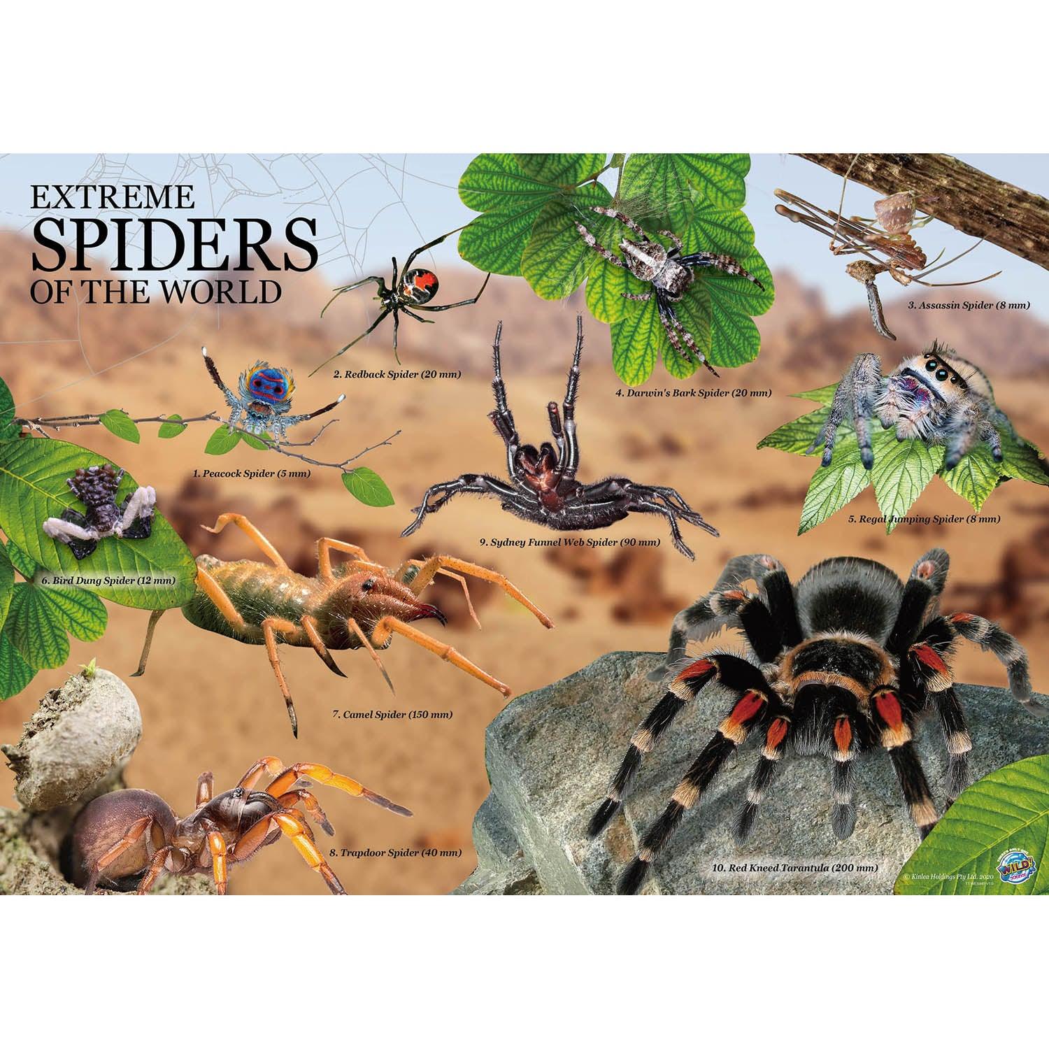 Extreme Spiders of the World - For Ages 6+ - Create and Customize Models and Dioramas - Study the Most Extreme Animals - Loomini