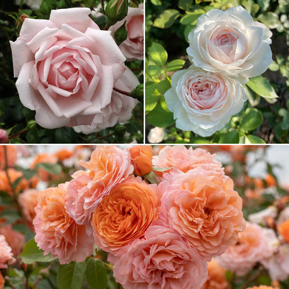Rose Garden Collections with Get Growing Bundle by , 3-Pack