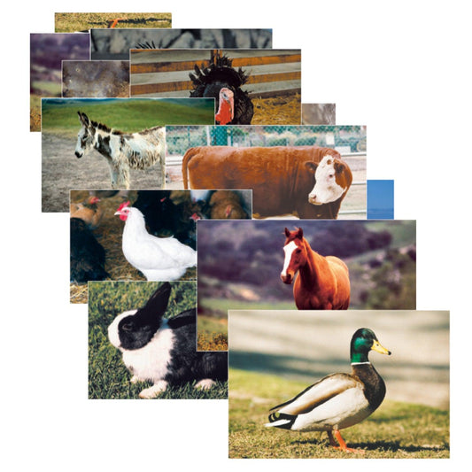 Farm Animal Real Life Learning Poster Set, Set of 10 - Loomini