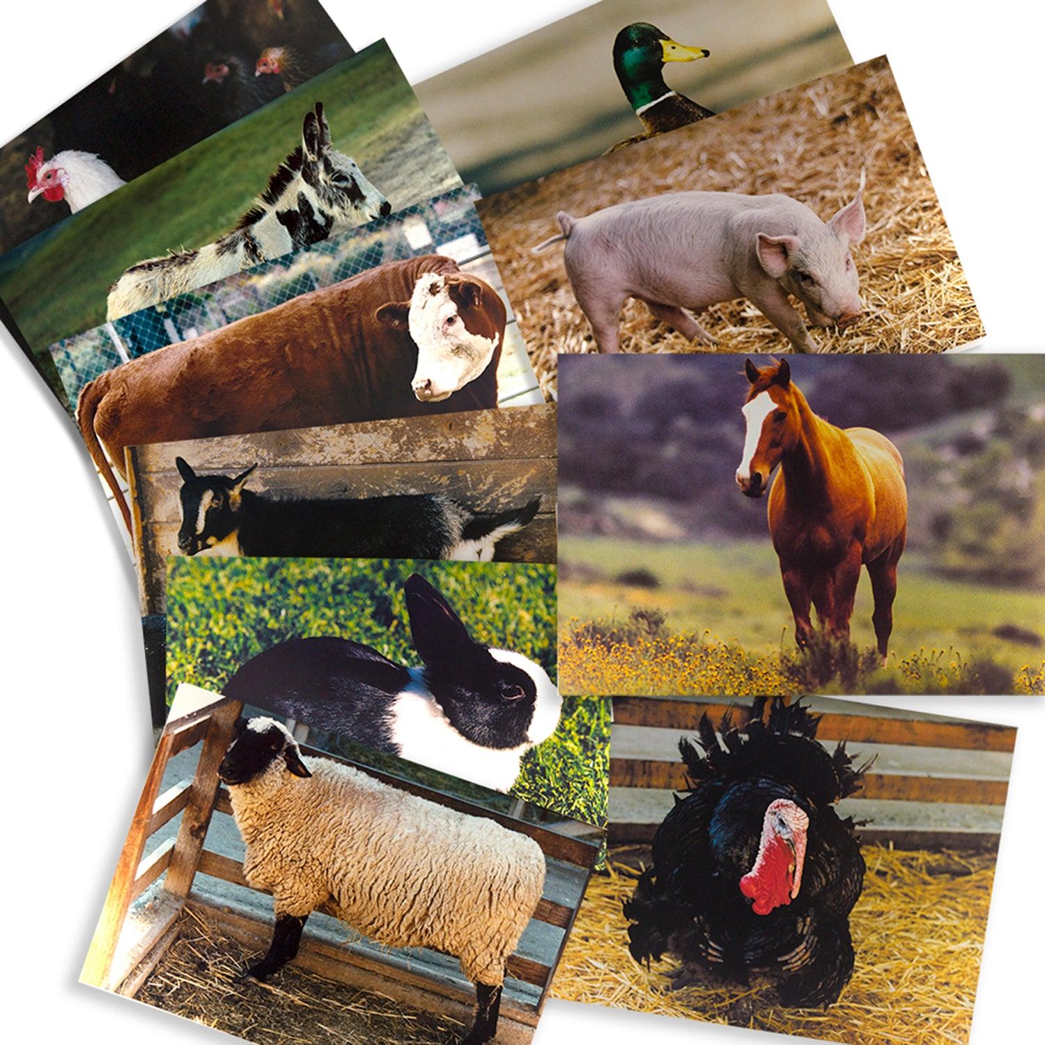 Farm Animal Real Life Learning Poster Set, Set of 10 - Loomini