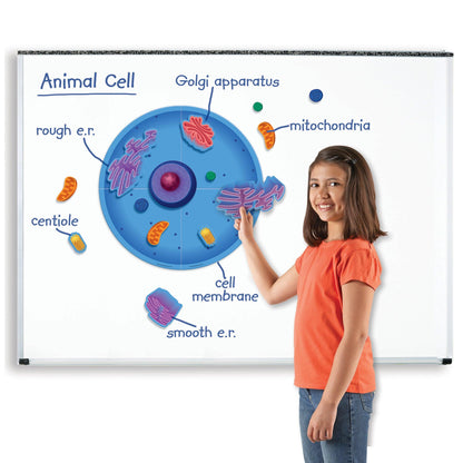 Giant Magnetic Animal Cells - Loomini