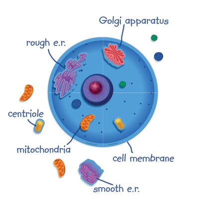 Giant Magnetic Animal Cells - Loomini