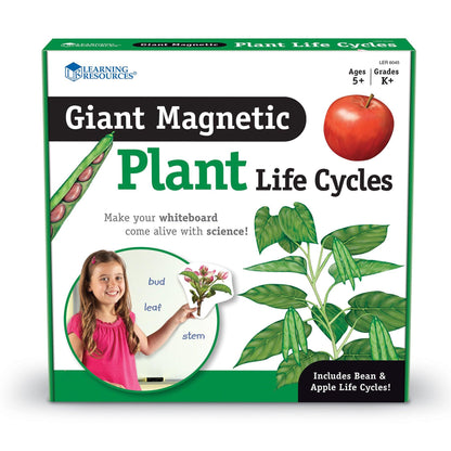 Giant Magnetic Plant Life Cycle, Set of 12 - Loomini