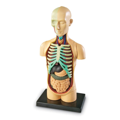 Human Body Anatomy Model, 31 Pieces - Loomini