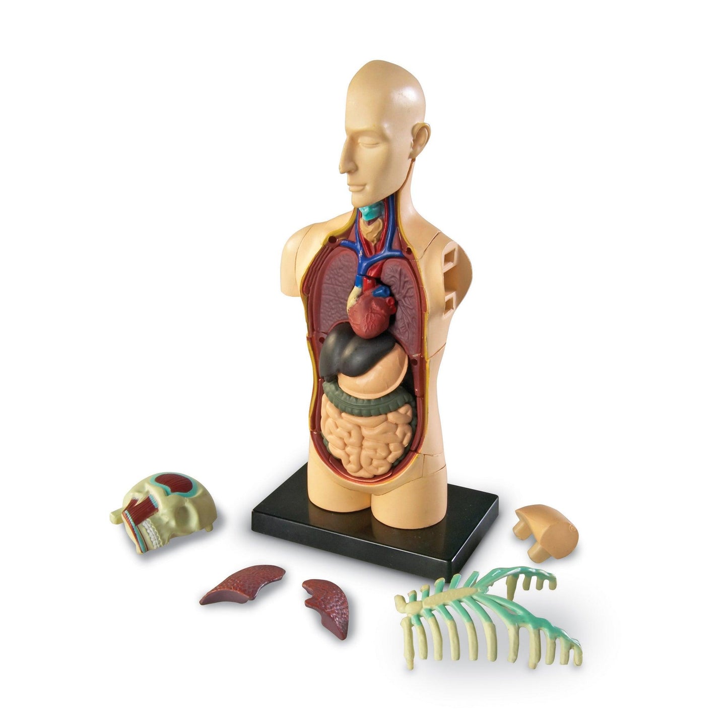 Human Body Anatomy Model, 31 Pieces - Loomini
