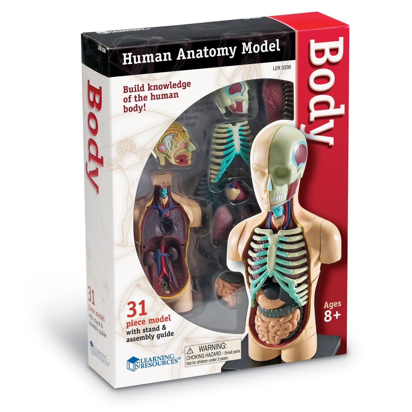 Human Body Anatomy Model, 31 Pieces - Loomini