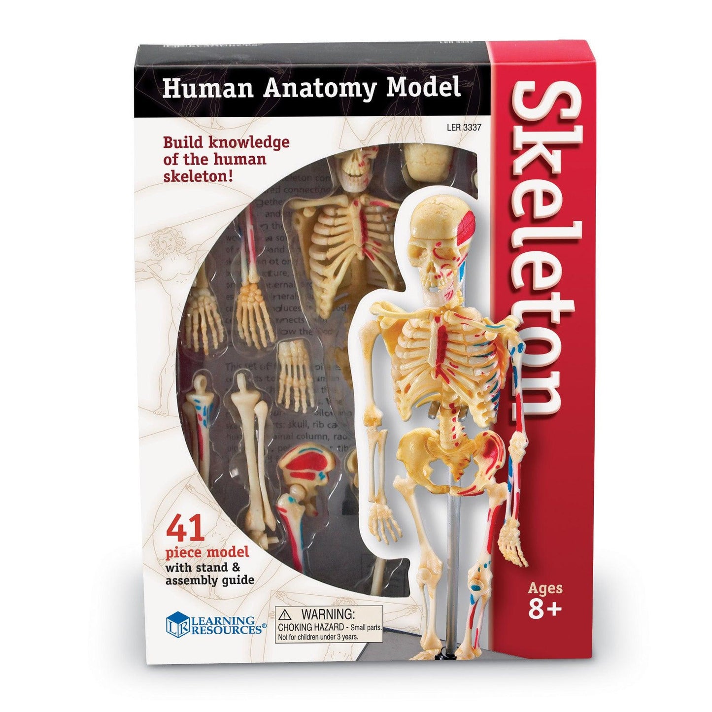 Human Skeleton Model, 41 Pieces - Loomini