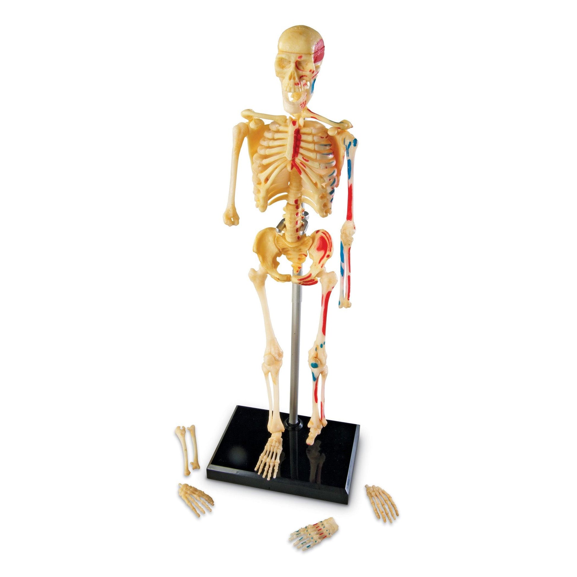 Human Skeleton Model, 41 Pieces - Loomini