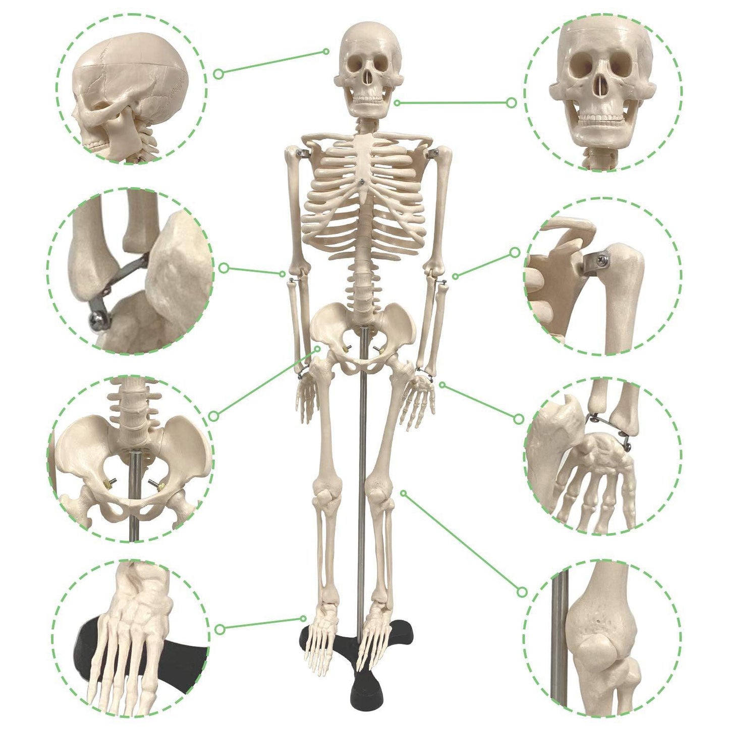 Human Skeleton Model with Key, 34" - Loomini